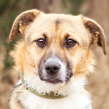 Собаки в добрые руки - Перчик