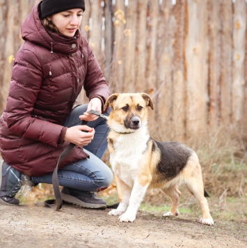 Собаки в добрые руки - Перчик - 2