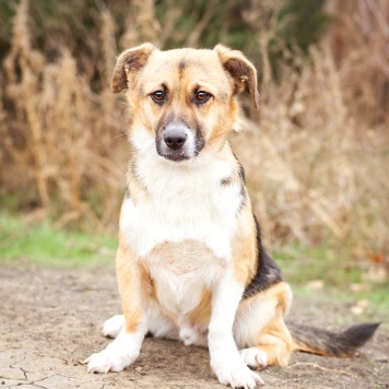 Собаки в добрые руки - Перчик - 1