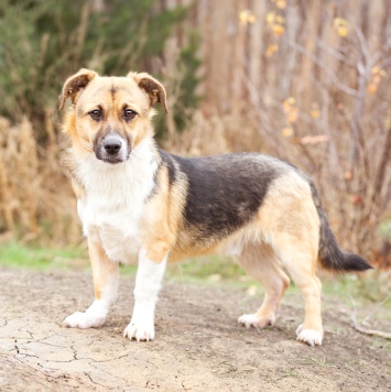 Собаки в добрые руки - Перчик - 2