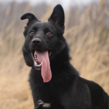 Уголек - Собаки в добрые руки