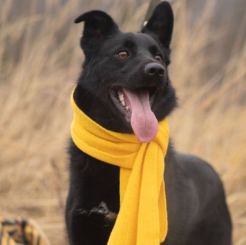 Собаки в добрые руки - Уголек - 3