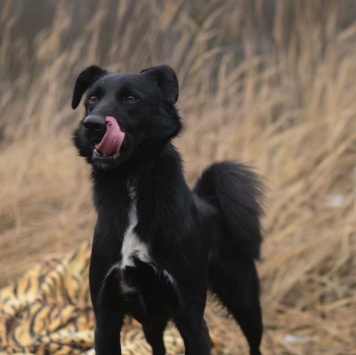 Собаки в добрые руки - Оникс