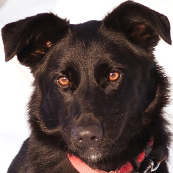 Собаки в добрые руки - Оникс