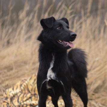 Собаки в добрые руки - Оникс - 1