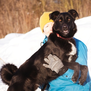 Собаки в добрые руки - Оникс - 2