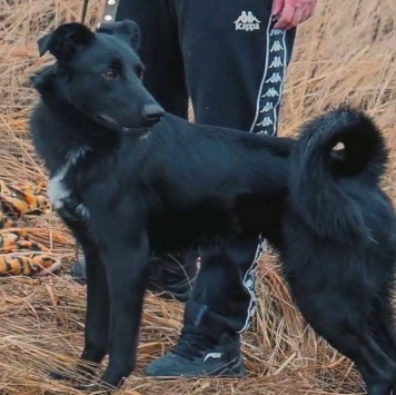 Собаки в добрые руки - Оникс - 3