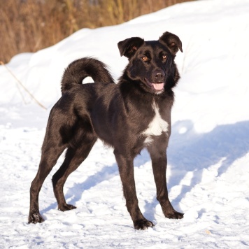 Собаки в добрые руки - Оникс - 3