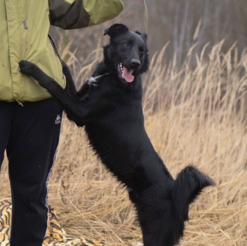 Собаки в добрые руки - Оникс - 4