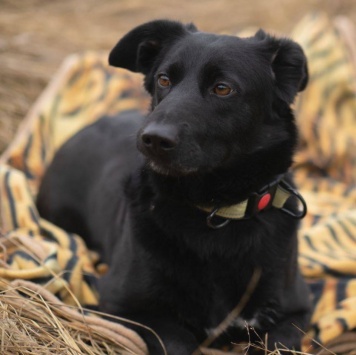 Собаки в добрые руки - Черника