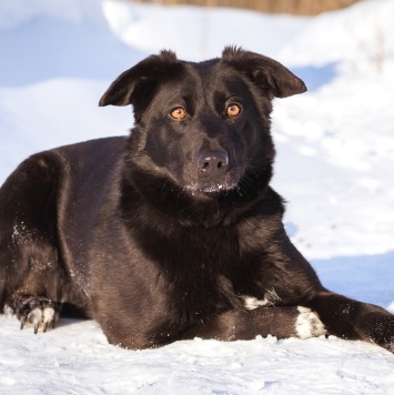 Собаки в добрые руки - Черника