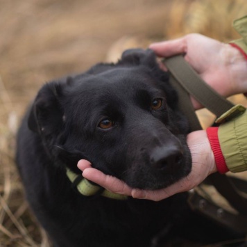 Собаки в добрые руки - Черника - 1