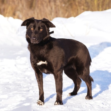Собаки в добрые руки - Черника - 1