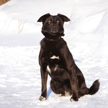 Собаки в добрые руки - Черника - 2