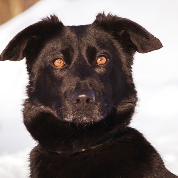 Собаки в добрые руки - Черника - 4