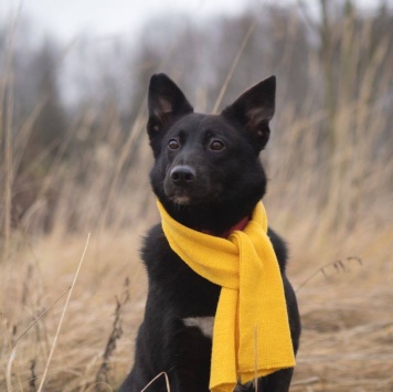 Собаки в добрые руки - Арабика