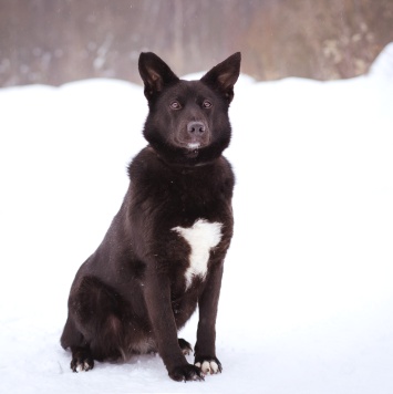 Собаки в добрые руки - Арабика