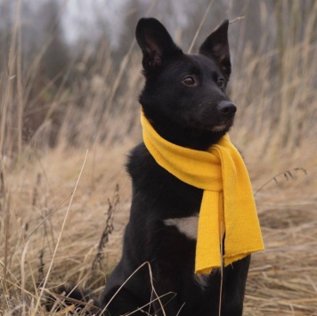 Собаки в добрые руки - Арабика - 2