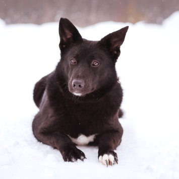 Собаки в добрые руки - Арабика - 2