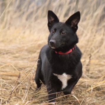 Собаки в добрые руки - Арабика - 3