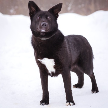 Собаки в добрые руки - Арабика - 3