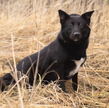 Собаки в добрые руки - Арабика - 4