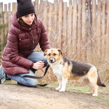 Собаки в добрые руки - Перчик - 2