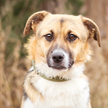Собаки в добрые руки - Перчик - 3