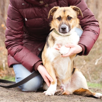 Собаки в добрые руки - Перчик - 4