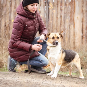 Собаки в добрые руки - Перчик