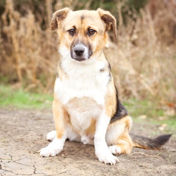 Собаки в добрые руки - Перчик - 1