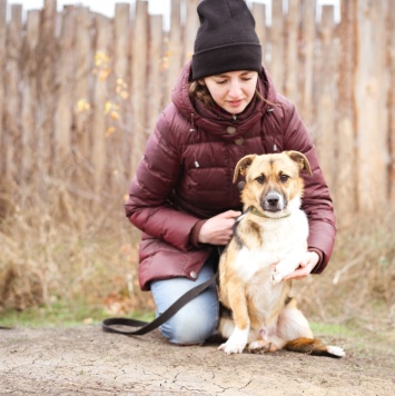 Собаки в добрые руки - Перчик - 2