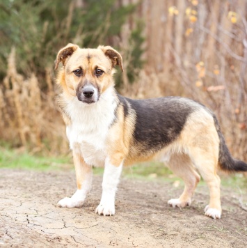 Собаки в добрые руки - Перчик - 3