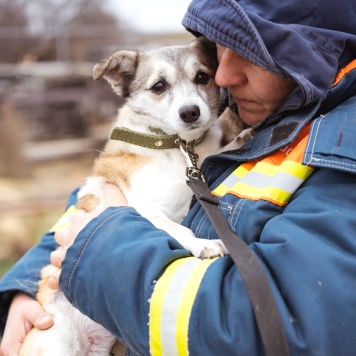 Собаки в добрые руки - Кукла - 2