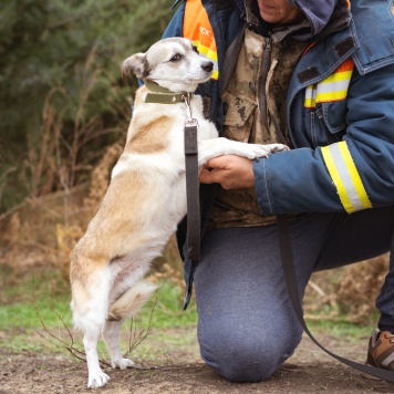 Собаки в добрые руки - Кукла - 3