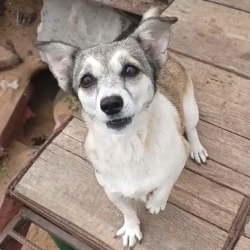 Собаки в добрые руки - Кукла - 4