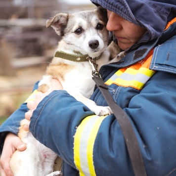 Собаки в добрые руки - Кукла - 1