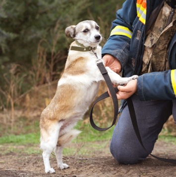 Собаки в добрые руки - Кукла - 3