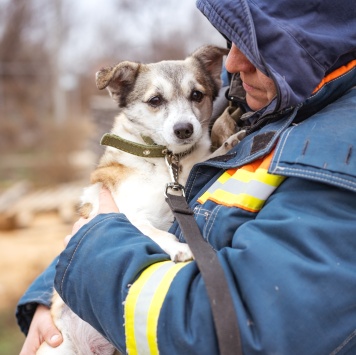 Собаки в добрые руки - Кукла