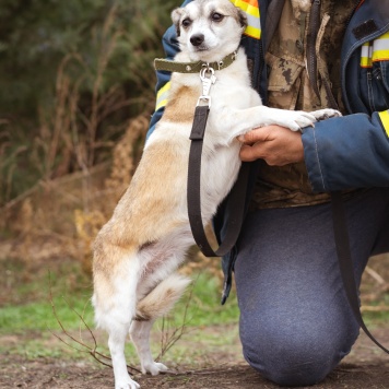 Собаки в добрые руки - Кукла - 2