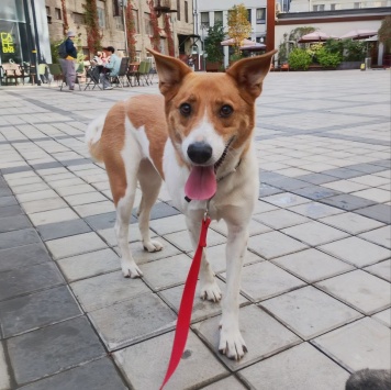 Собаки в добрые руки - Мэгги - 1