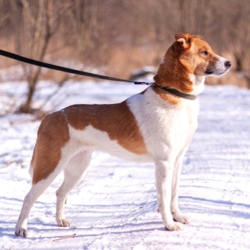 Собаки в добрые руки - Мэгги - 3