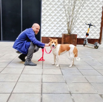 Собаки в добрые руки - Мэгги - 4