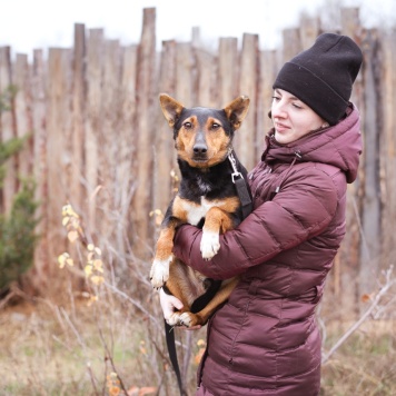 Собаки в добрые руки - Якут