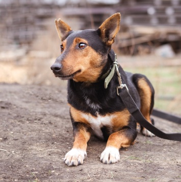 Собаки в добрые руки - Якут - 2
