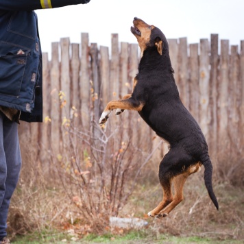 Собаки в добрые руки - Якут - 3