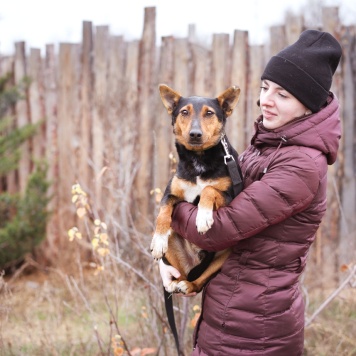 Собаки в добрые руки - Якут - 2