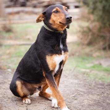 Собаки в добрые руки - Якут - 3