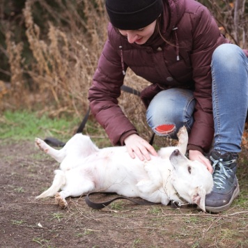 Собаки в добрые руки - Белка
