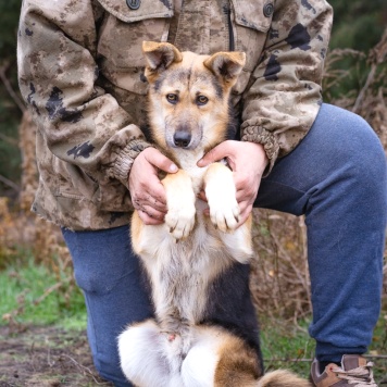 Собаки в добрые руки - Жорик